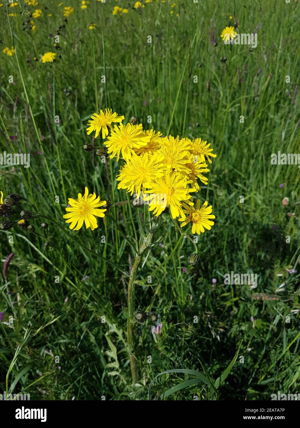 Wiesenpippau, Crepis biennis Stockfoto