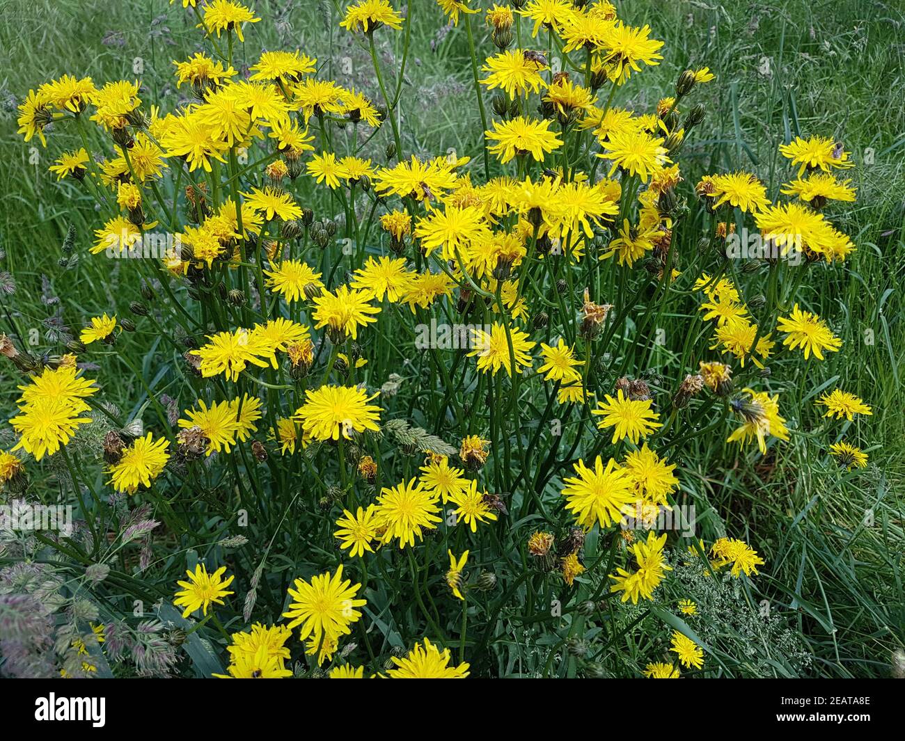 Wiesenpippau, Crepis biennis Stockfoto