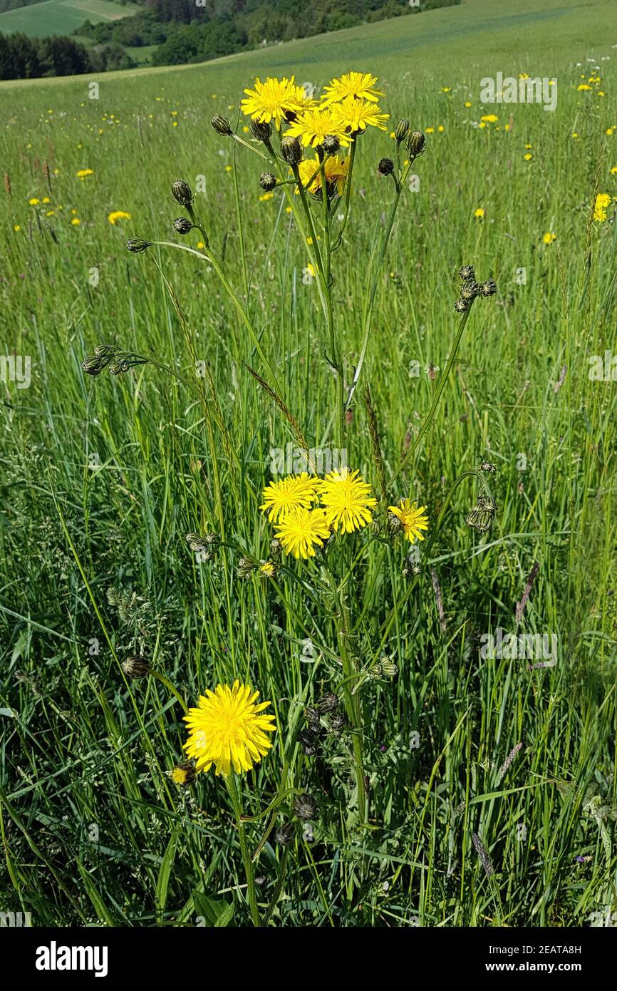 Wiesenpippau, Crepis biennis Stockfoto