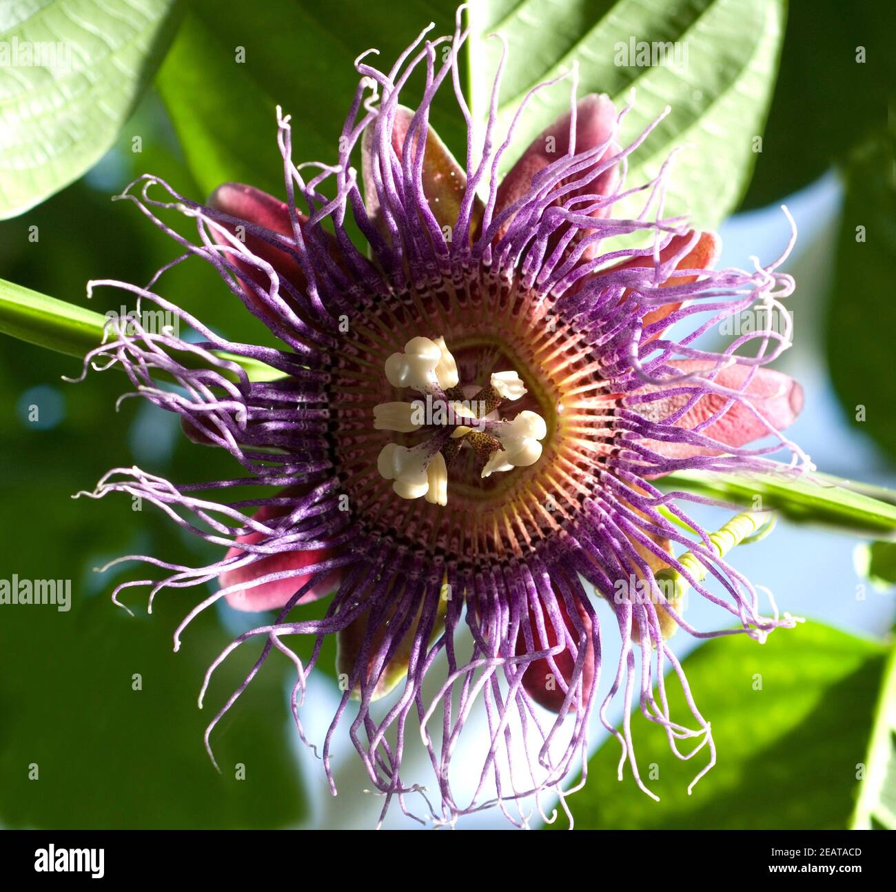 Koenigs-Grenadill; Passionsblume; Passiflora quadrangularis Stockfoto