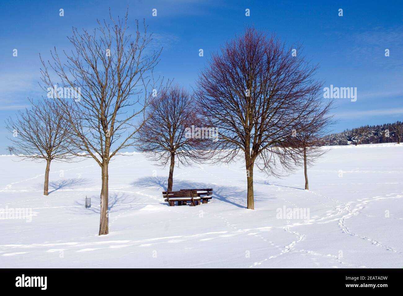 Winterimpression, Baeume Stockfoto