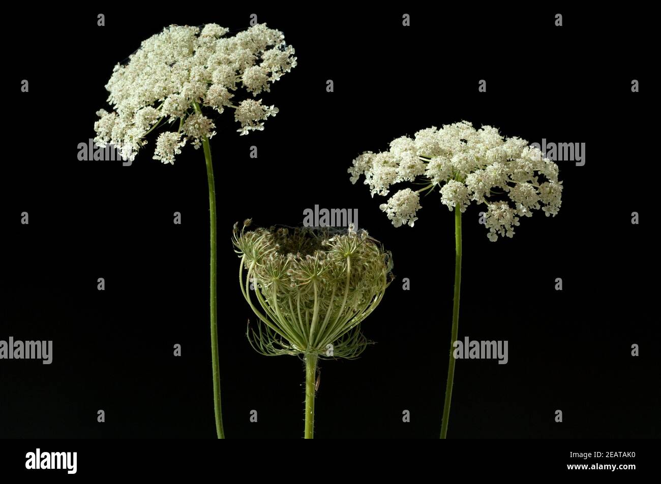 Wilde, Mohre Bluete Blueten Daucus Carota Stockfoto