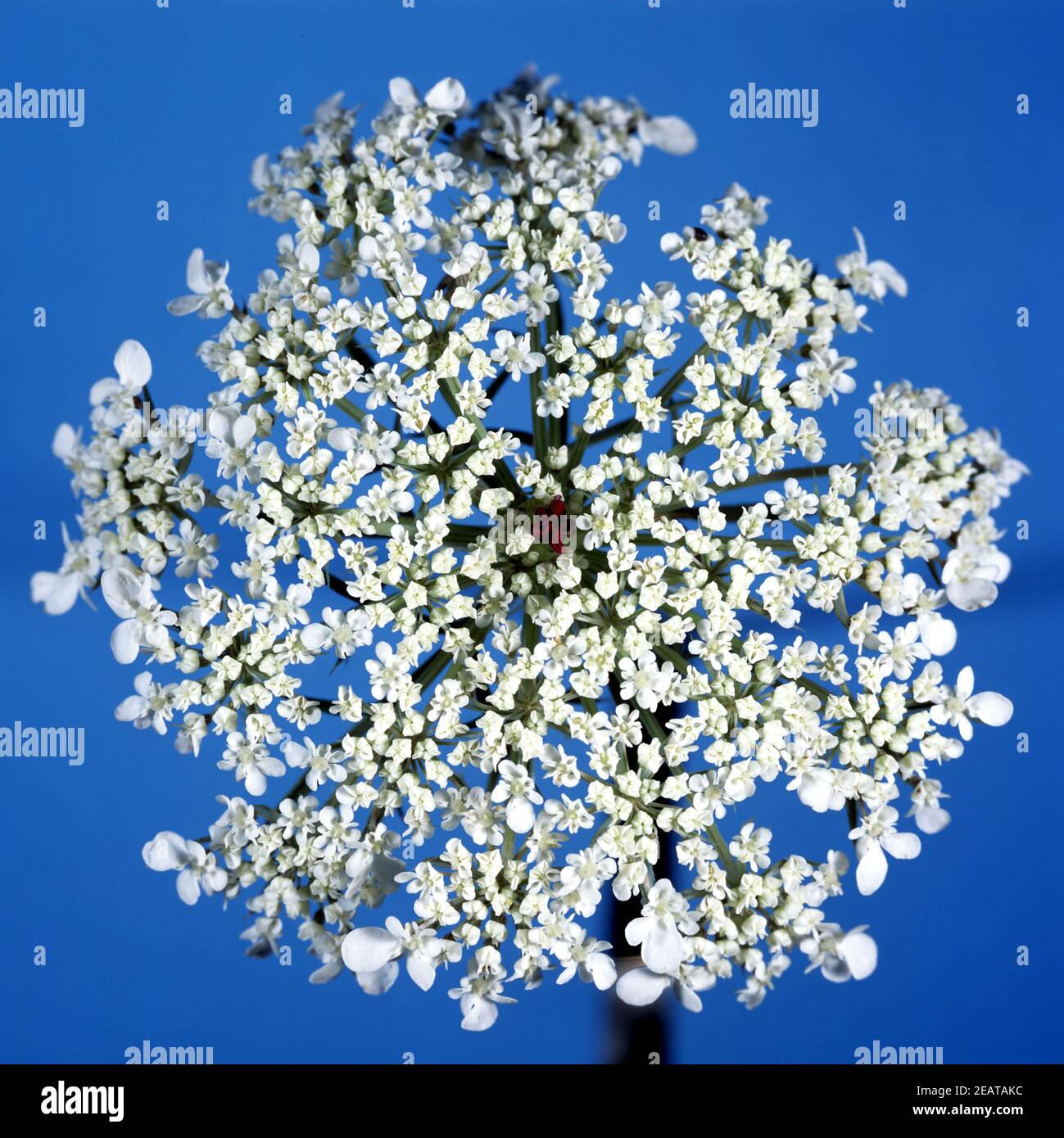 Wilde Moehre Stockfoto