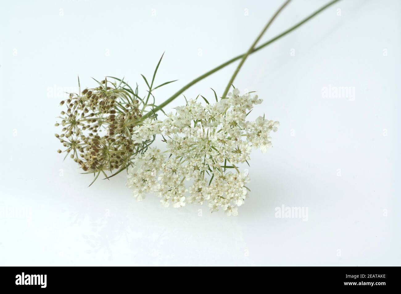 Wilde Moehre, Daucus Carota, Stockfoto
