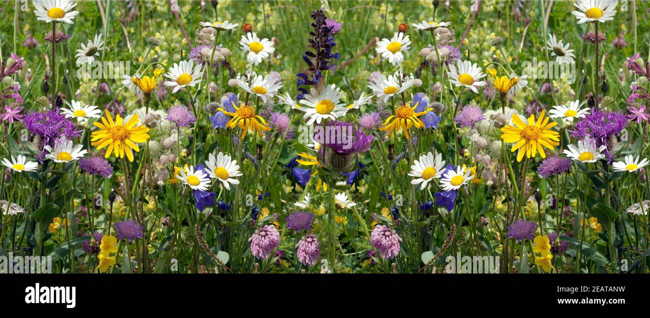 Wildblumenwiese, Blumenwiese Stockfoto