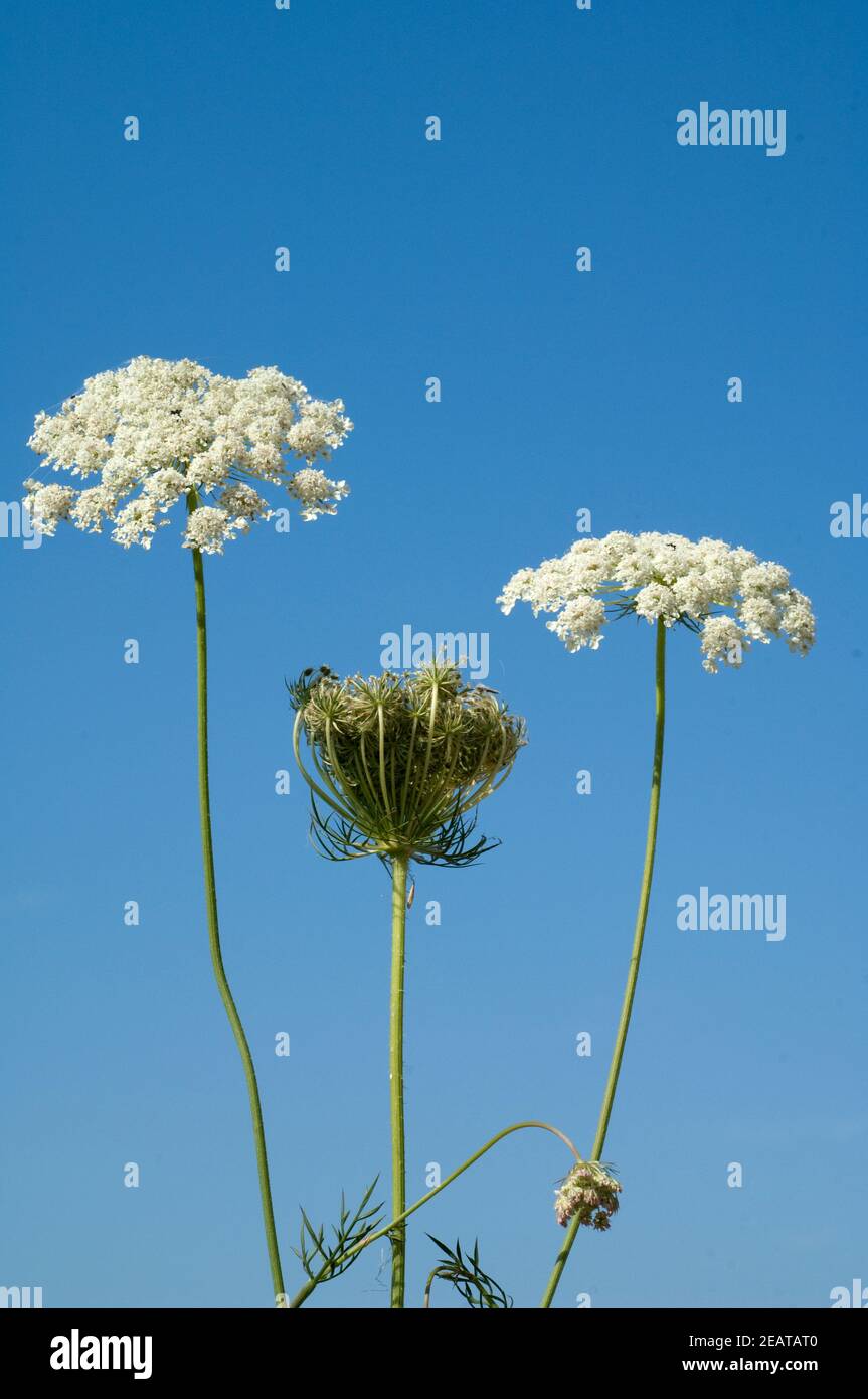 Wilde, Mohre Bluete Blueten Daucus Carota Stockfoto