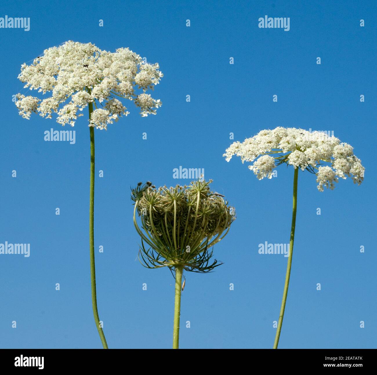 Wilde, Mohre Bluete Blueten Daucus Carota Stockfoto