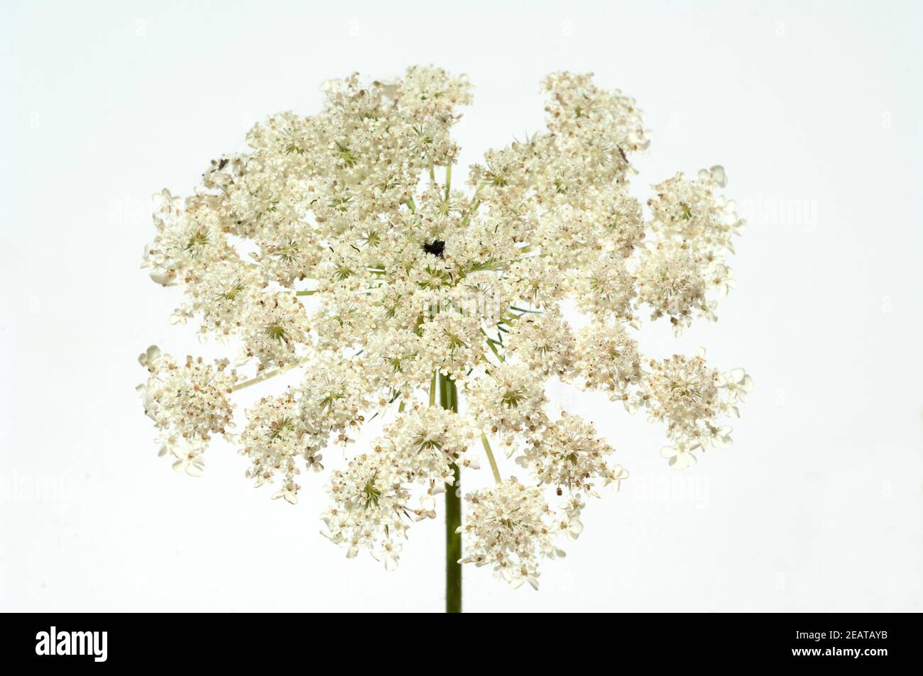 Wilde, Mohre Bluete Blueten Daucus Carota Stockfoto