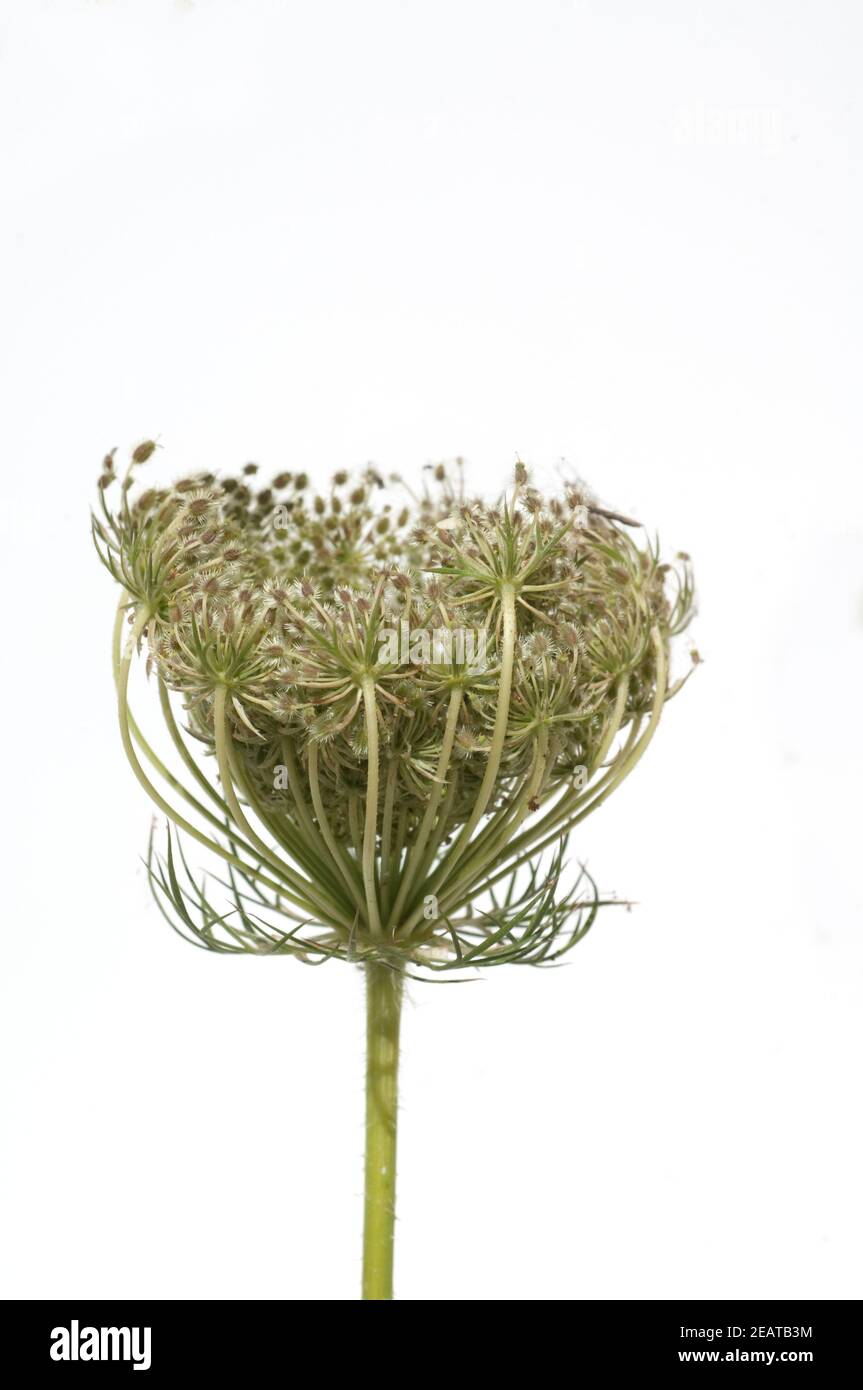 Wilde, Mohre Bluete Blueten Daucus Carota Stockfoto