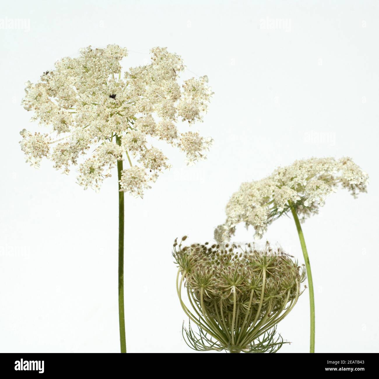 Wilde, Mohre Bluete Blueten Daucus Carota Stockfoto