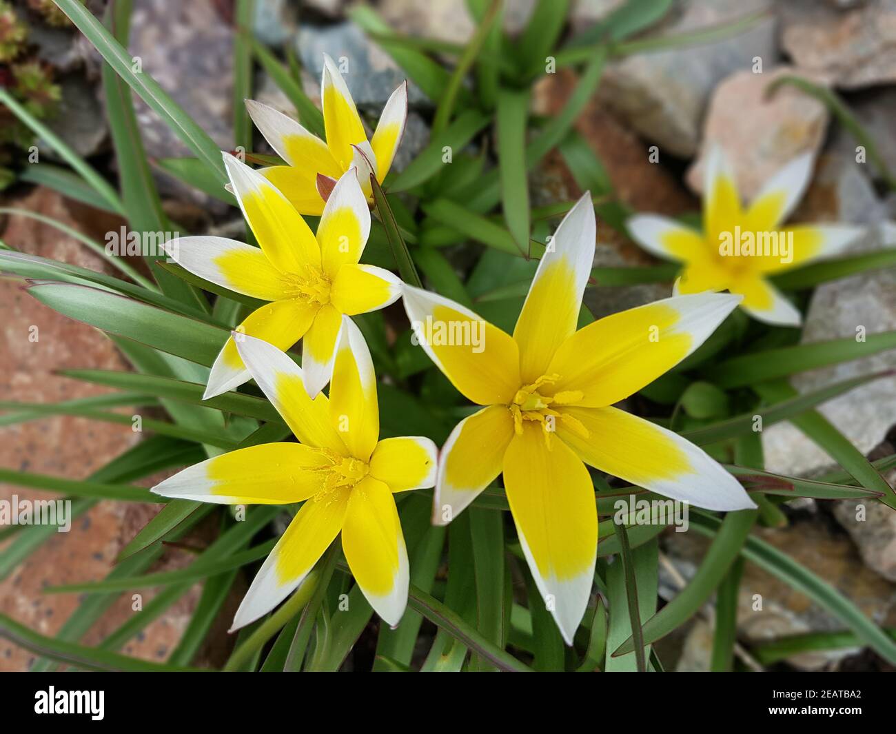Wildtulpe Tulipa tarda Stockfoto