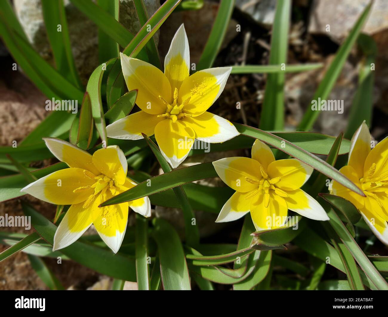 Wildtulpe Tulipa tarda Stockfoto
