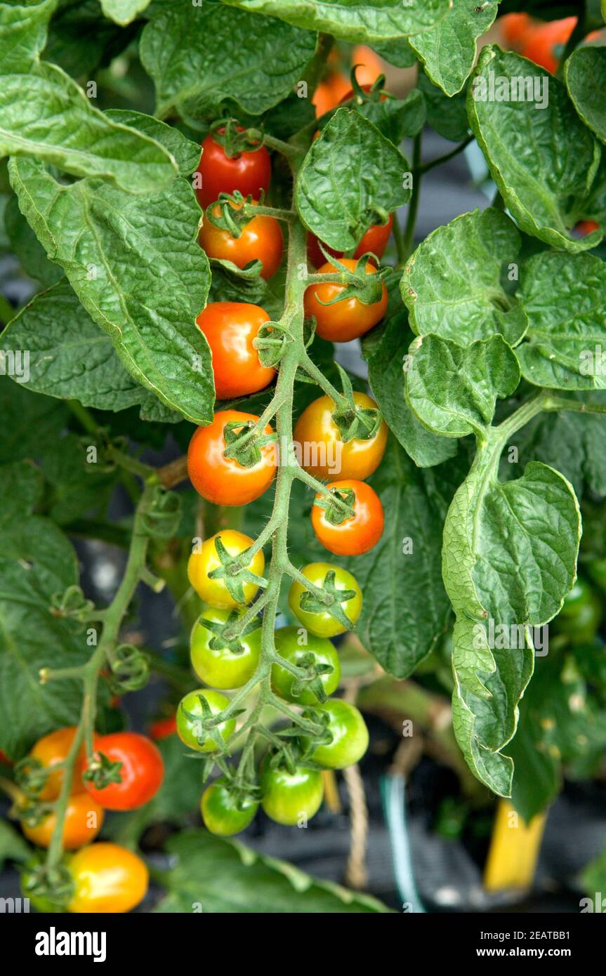 Wildtomate Dolce Vita Stockfoto