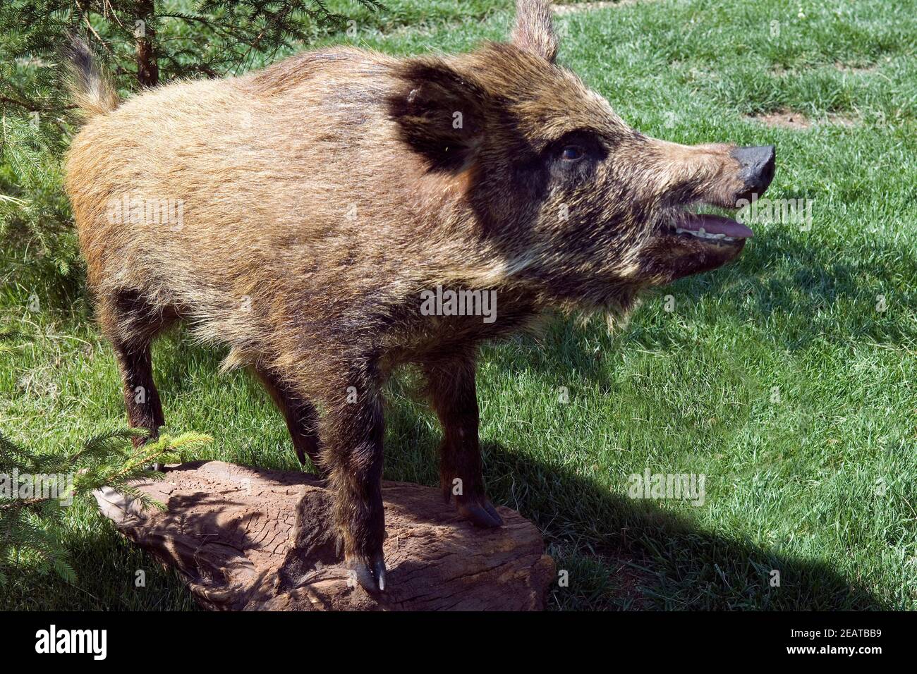 Wildschwein, Bache Stockfoto