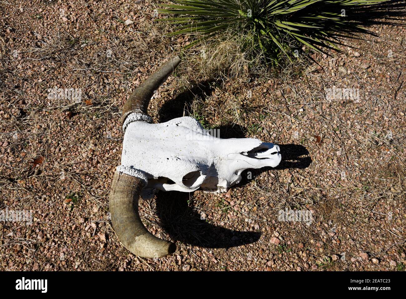 Ein Steuerschädel auf der LBJ Ranch, Teil des Lyndon B. Johnson National Historic Park, in Texas. Stockfoto