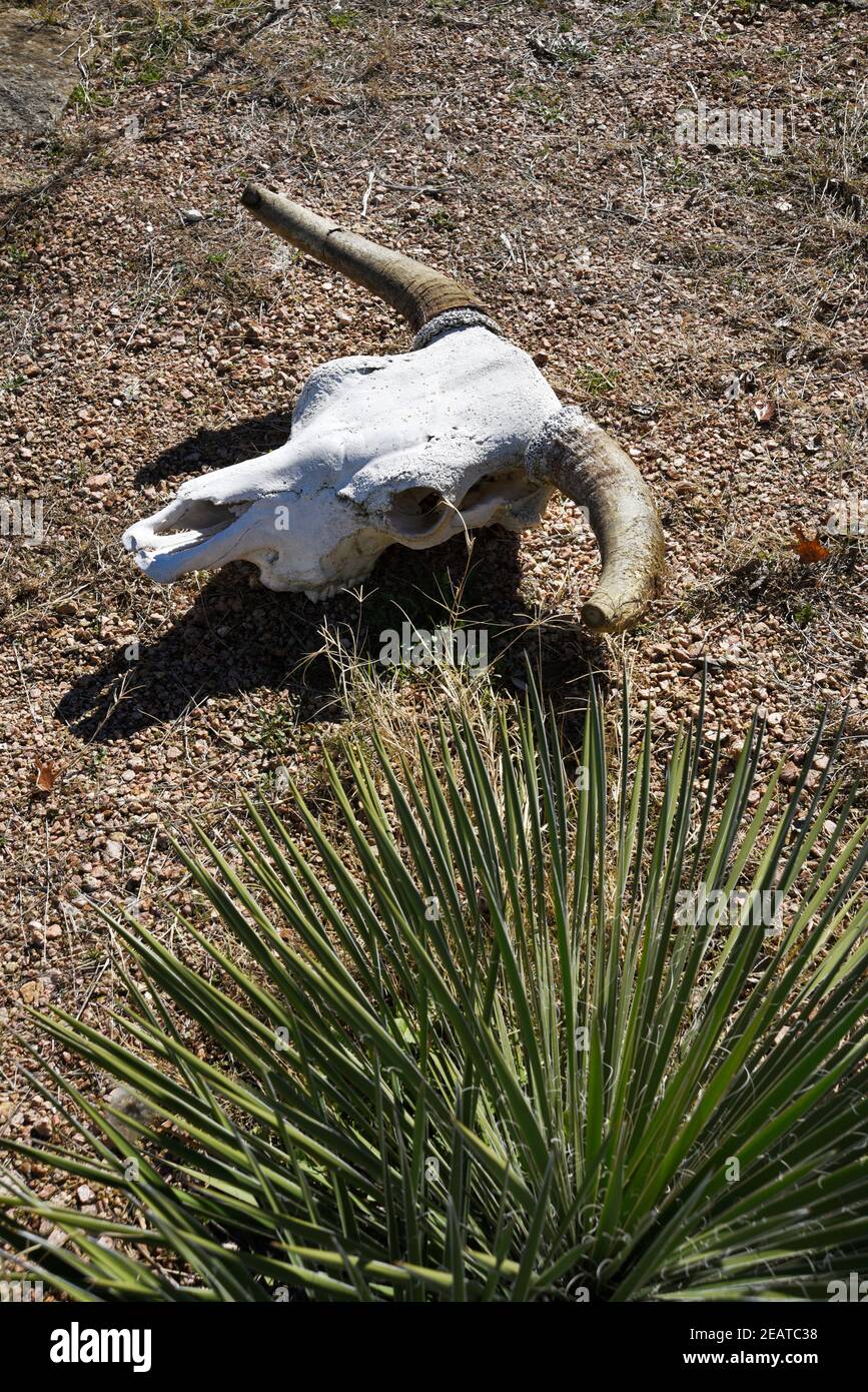 Ein Steuerschädel auf der LBJ Ranch, Teil des Lyndon B. Johnson National Historic Park, in Texas. Stockfoto