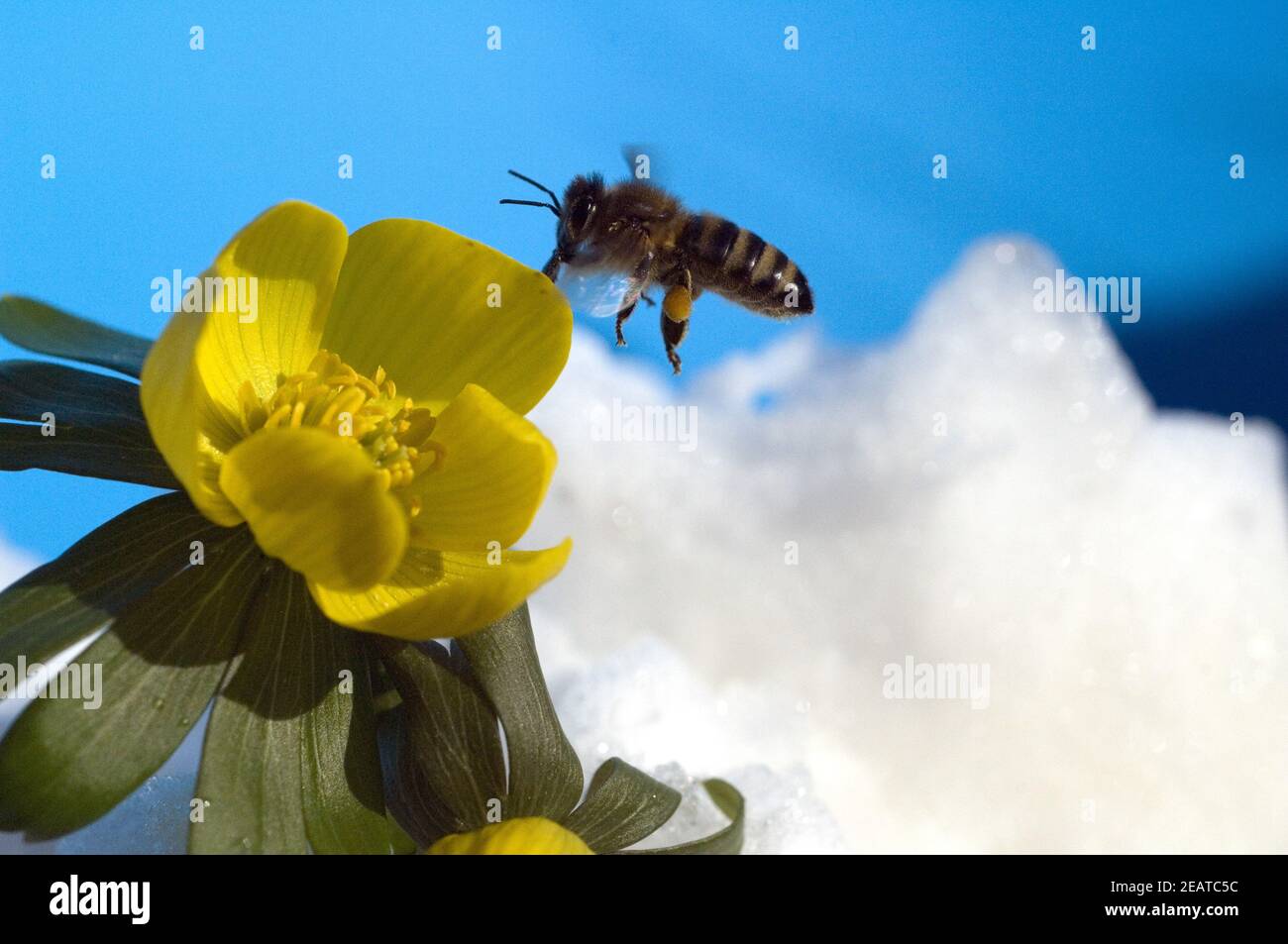 Winterling; Biene Stockfoto