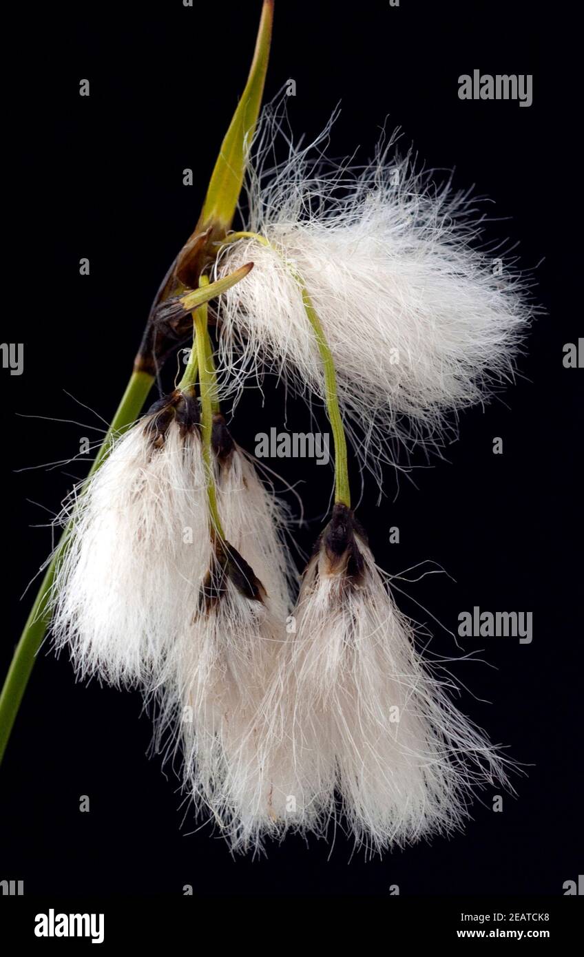Wollgras, eriophorum Stockfoto