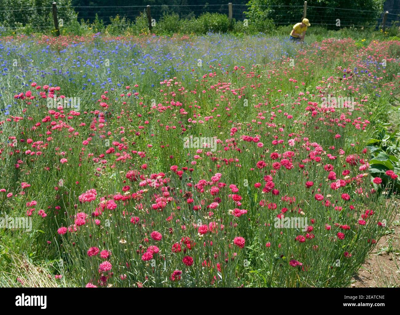 Kraeutersammlerin Kornblumen, rote, blaue Stockfoto