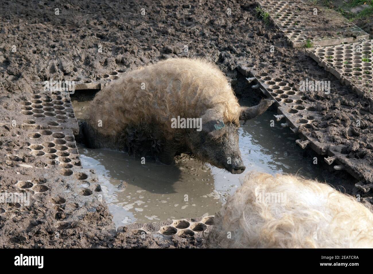 Wollschwein, Mangalica, Arche-Hof, Schlafzimmer Stockfoto