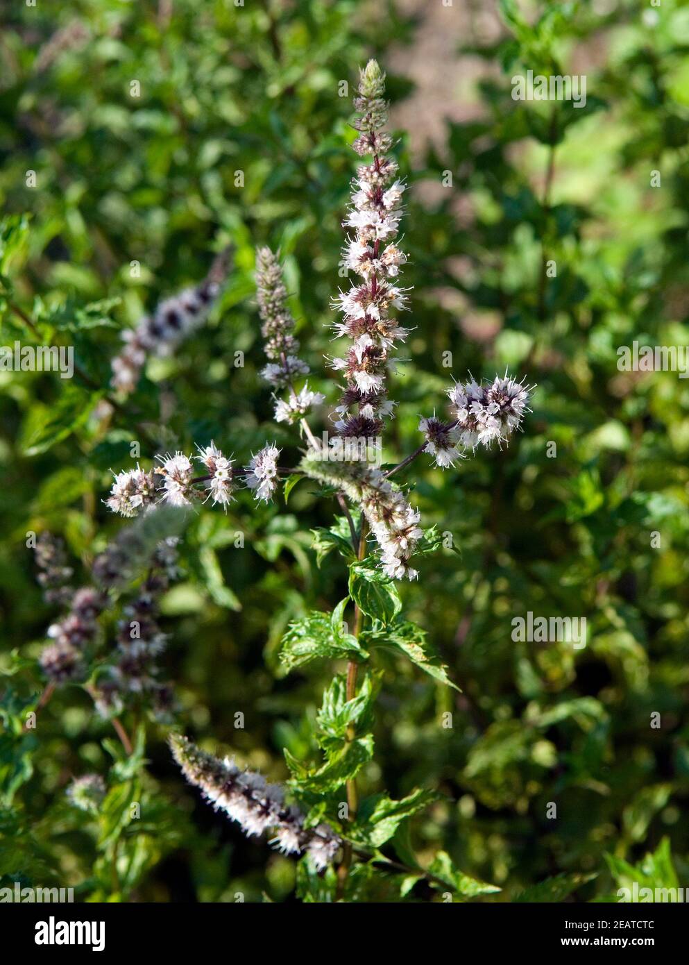 Krauseminze Stockfoto