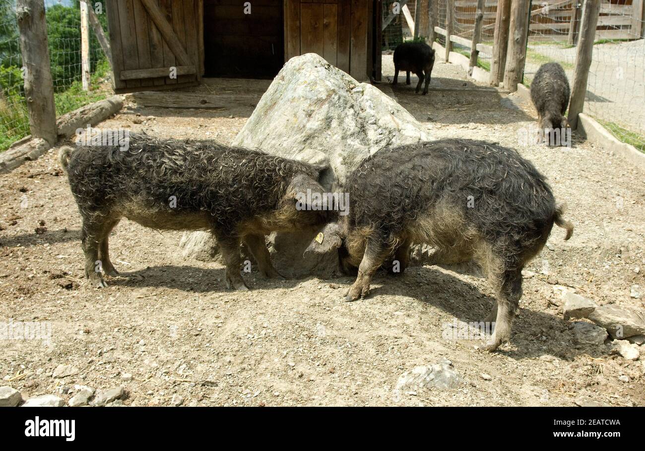 Wollschwein, Sus scrofa f. domestica, Mangalica Stockfoto