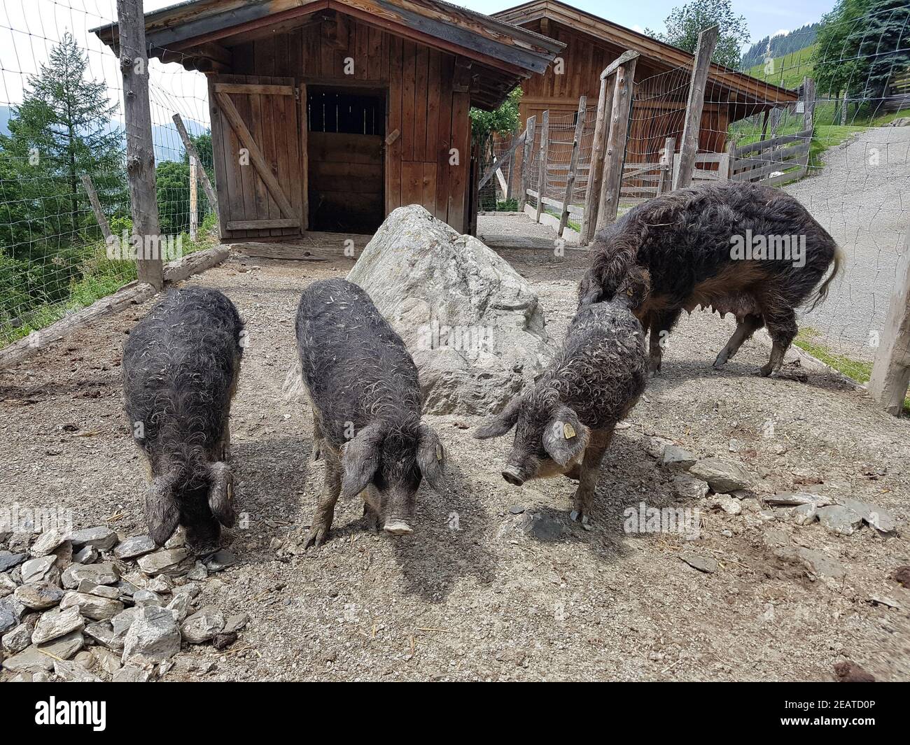 Wollschwein, Sus scrofa f. domestica, Mangalica Stockfoto