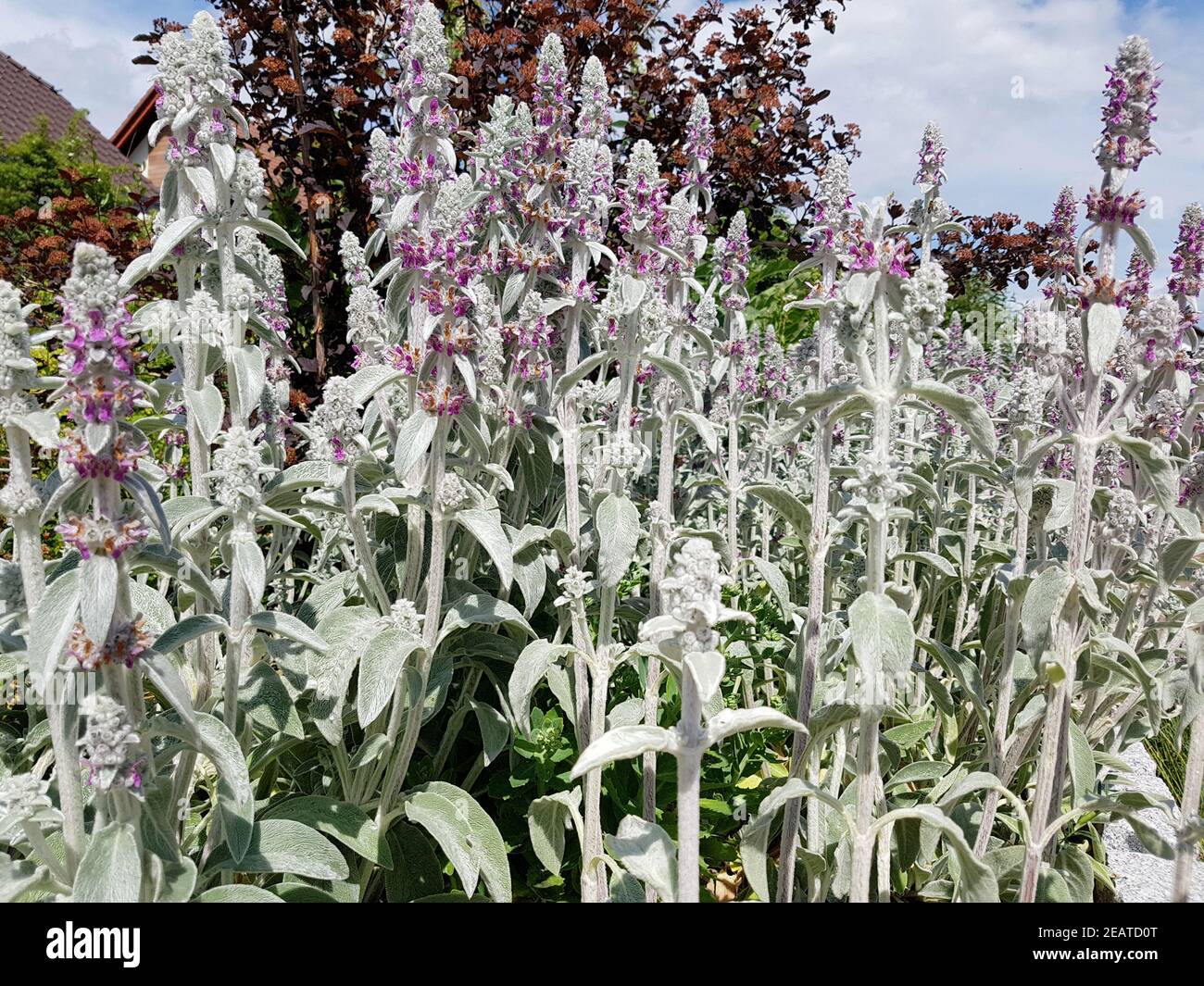 Wollzierst, Stachys, byzantina Stockfoto