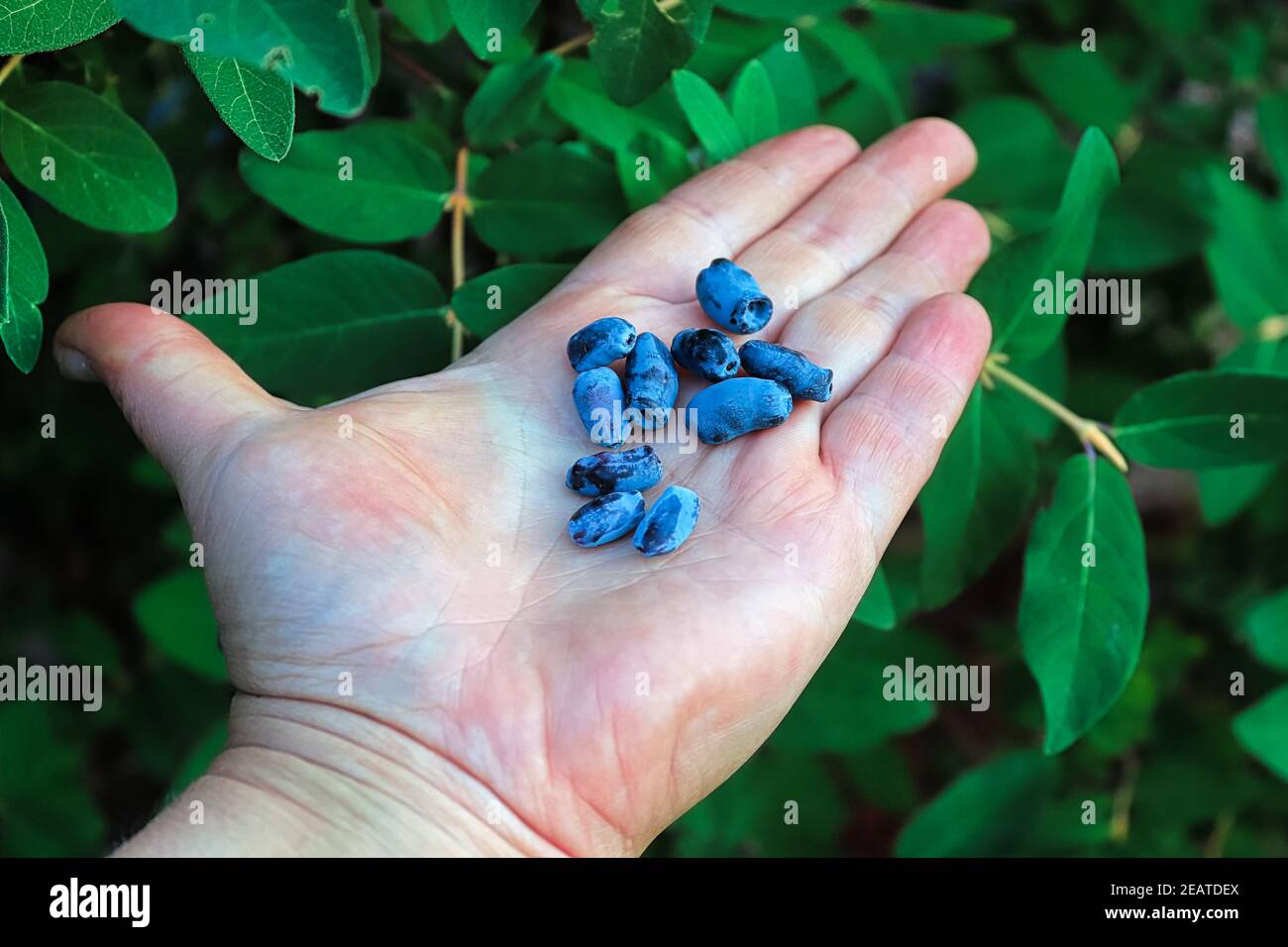 Eine offene Hand hält reife haskap Beeren am Baum Stockfoto