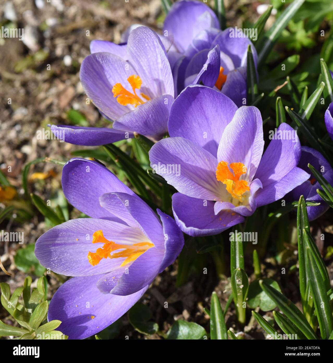 Botanischen, Krokus, Crocus, sativus Stockfoto