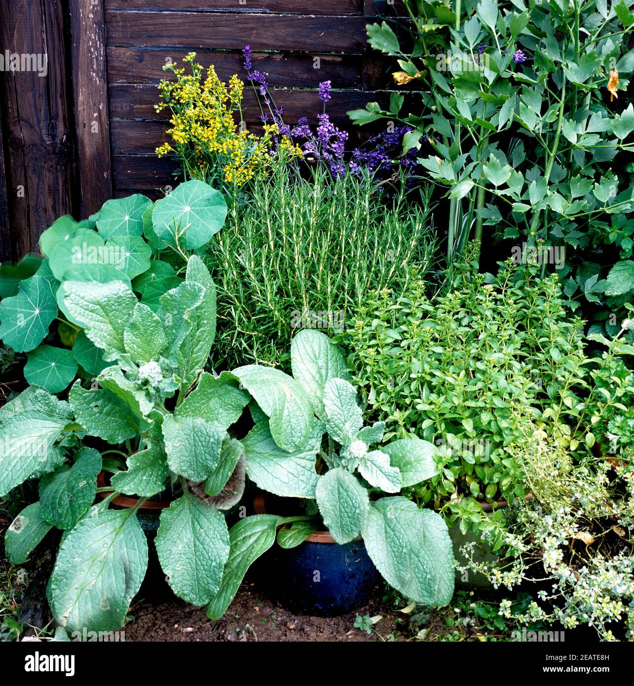 Kuechenkraeuter auf Terrasse Stockfoto