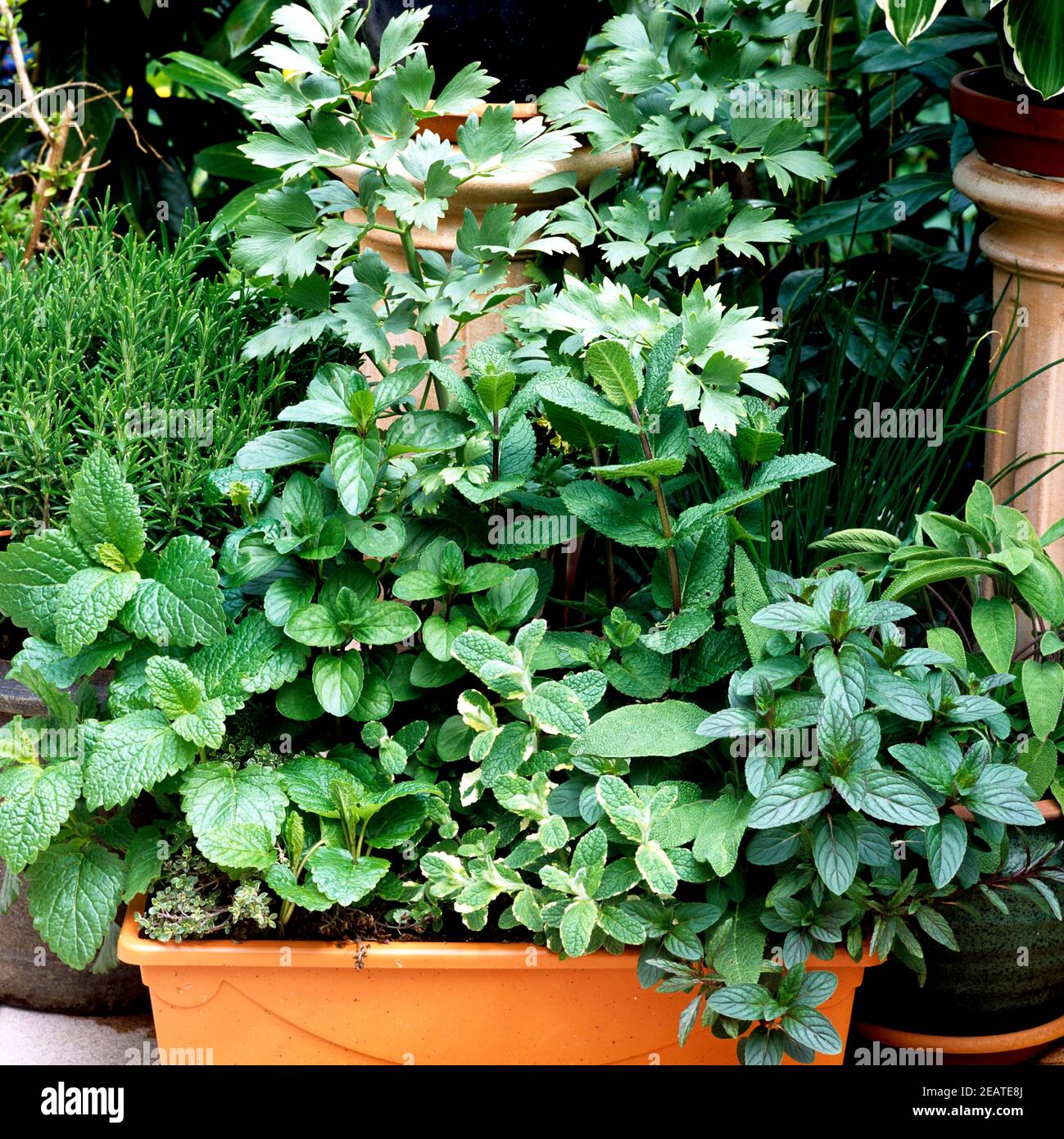 Kuechenkraeuter auf Terrasse Stockfoto