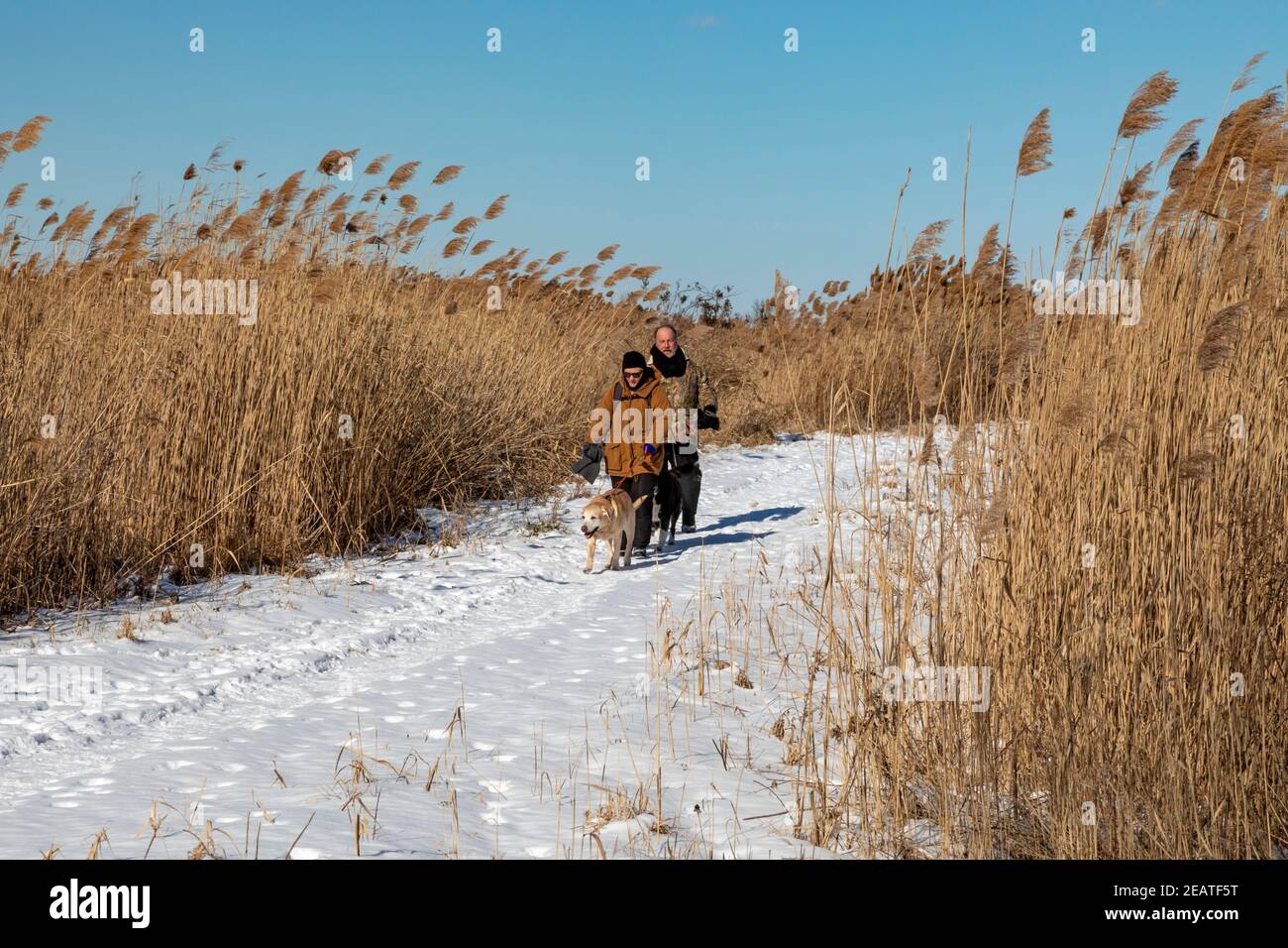 Algonac, Michigan - zwei Menschen gehen mit ihren Hunden in St. John's Marsh, einer feuchten Prärie mit Wander- und Kanuwegen. Einheimische Rohrkegel und andere Pflanzen ha Stockfoto