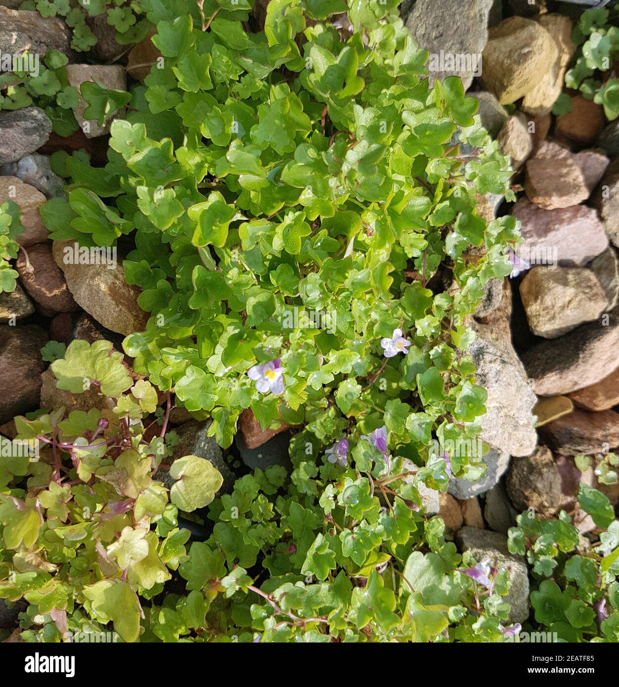 Zimbelkraut Cymbalaria muralis Heilpflanze Stockfoto