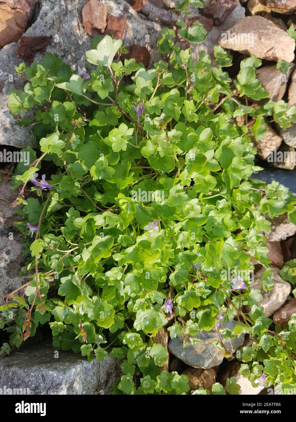 Zimbelkraut Cymbalaria muralis Heilpflanze Stockfoto