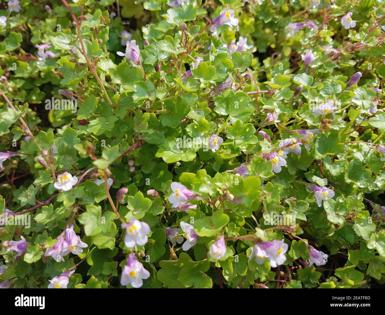Zimbelkraut Cymbalaria muralis Heilpflanze Stockfoto