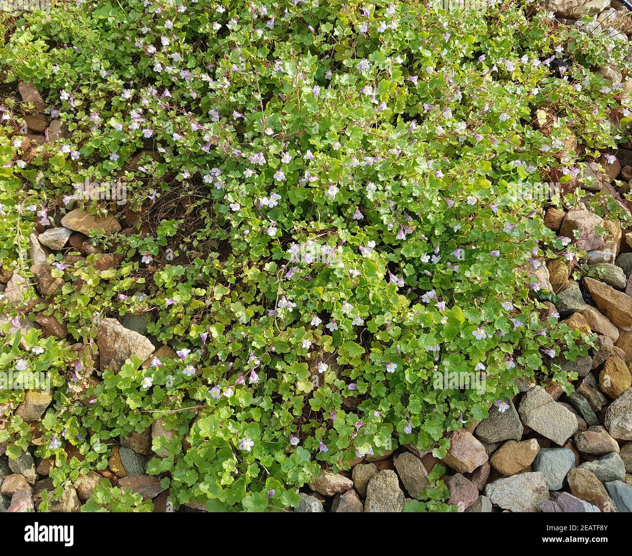 Zimbelkraut Cymbalaria muralis Heilpflanze Stockfoto