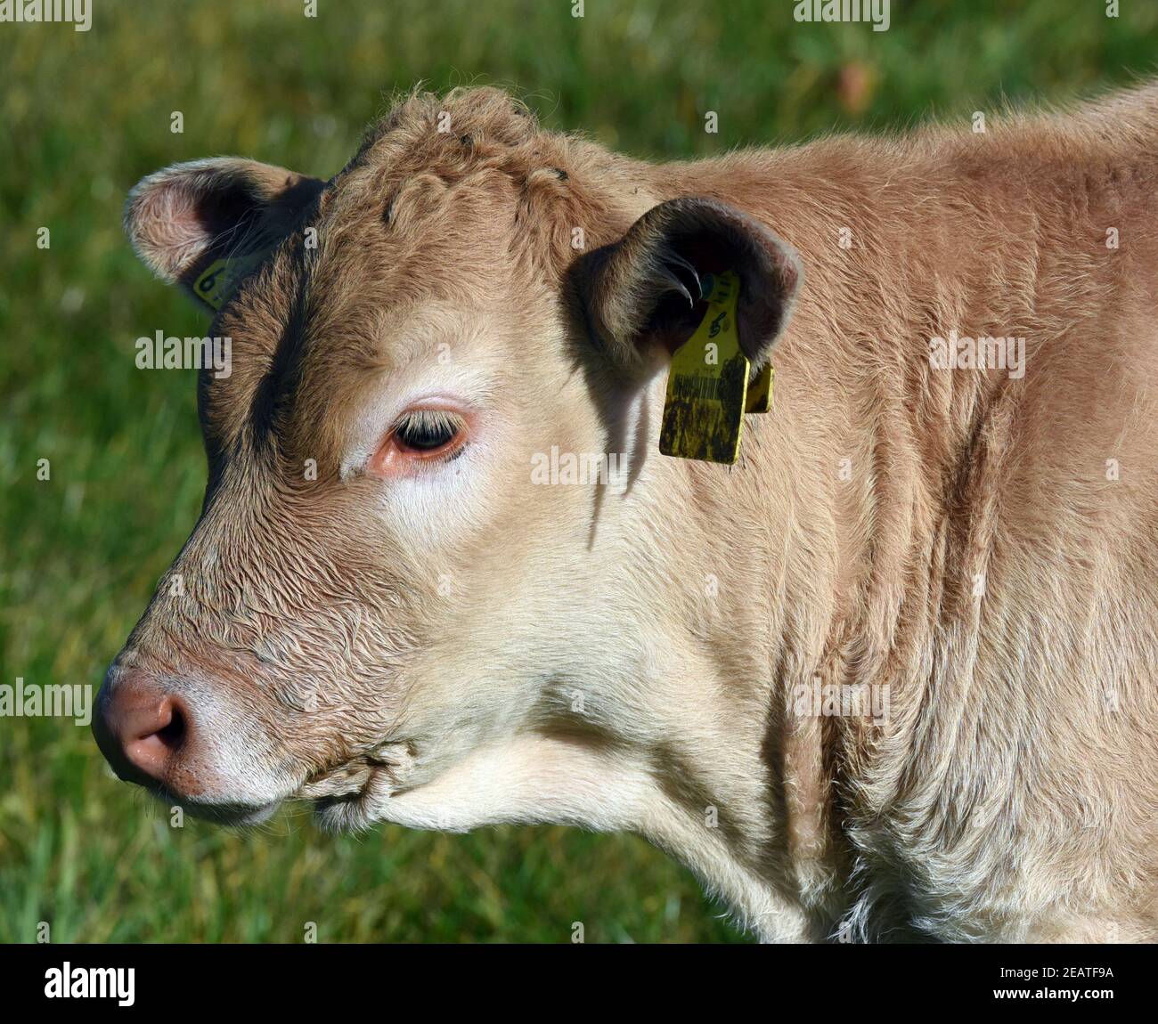 Aquitaine Rinder Rind Kalb Stockfoto