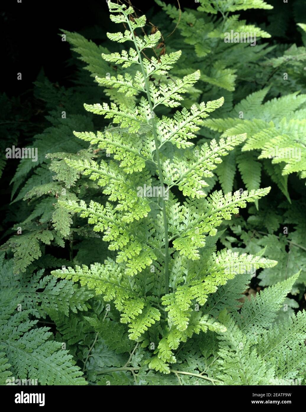 Zimmerfarn, Microlepia speluncae Stockfoto