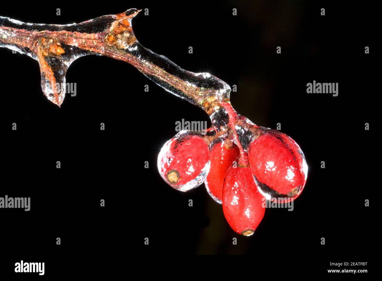 Regen, Berberitze Stockfoto