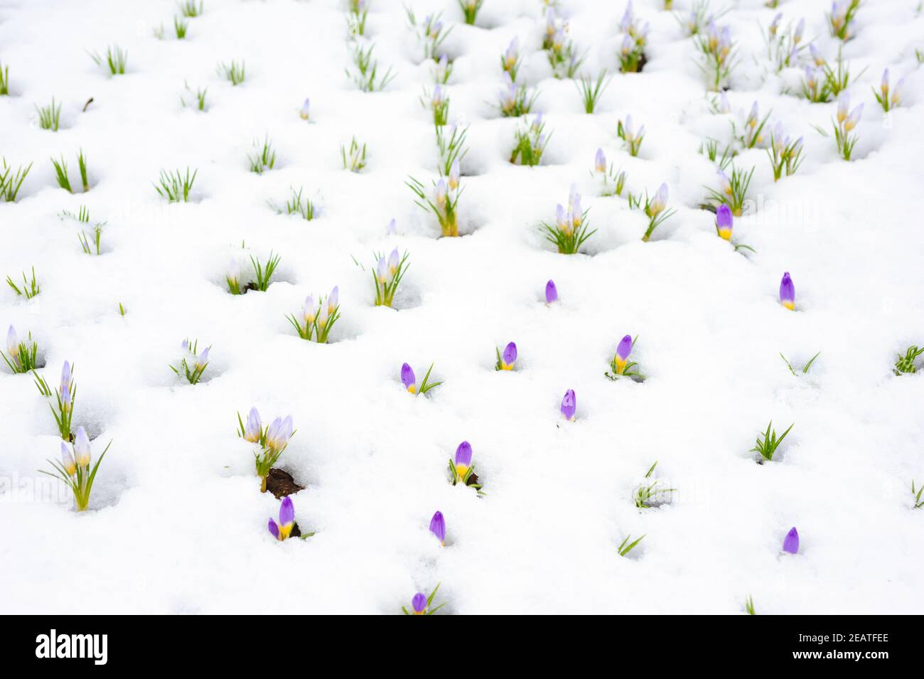 Crocus Blumen entstehen durch Schnee im Frühjahr Stockfoto