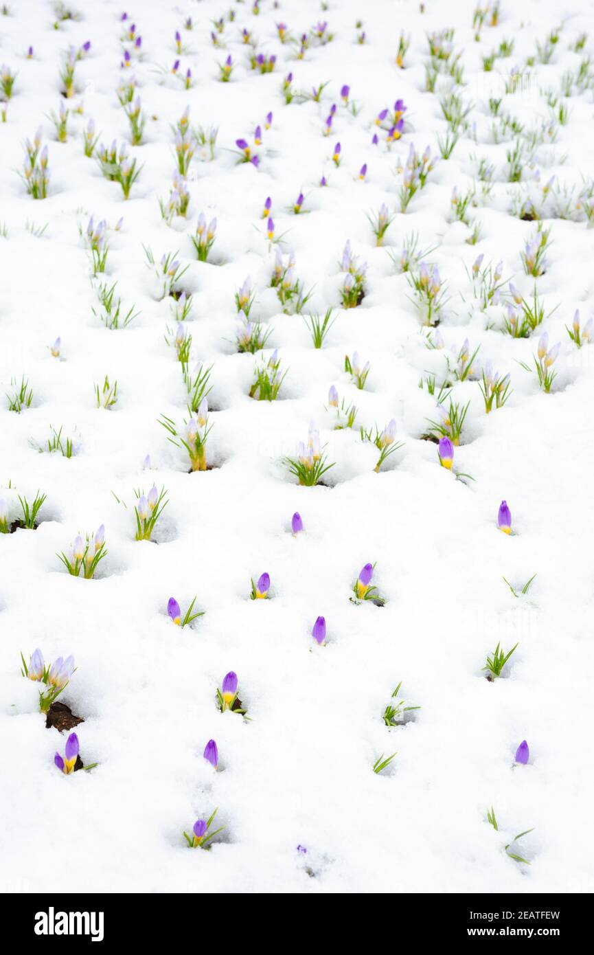 Crocus Blumen entstehen durch Schnee im Frühjahr Stockfoto