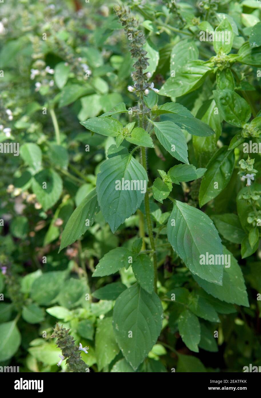 Zitronen-Basilikum Stockfoto