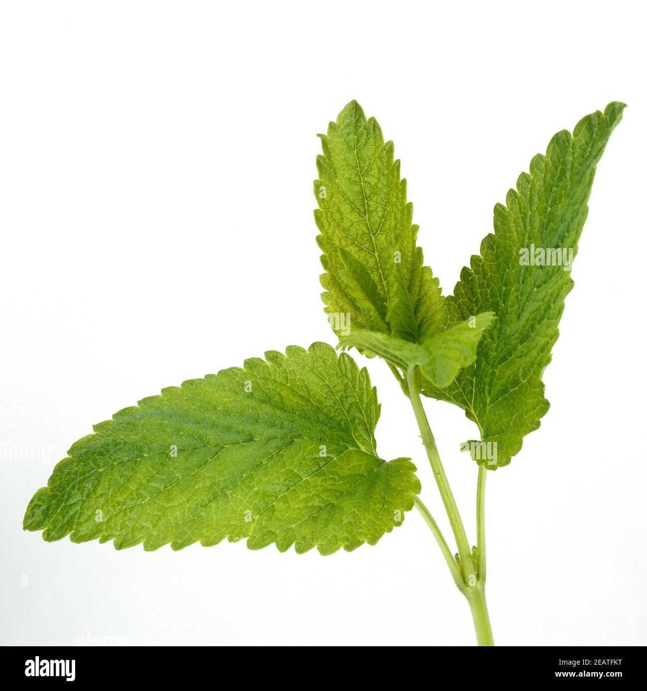 Zitronenmelisse Stockfoto