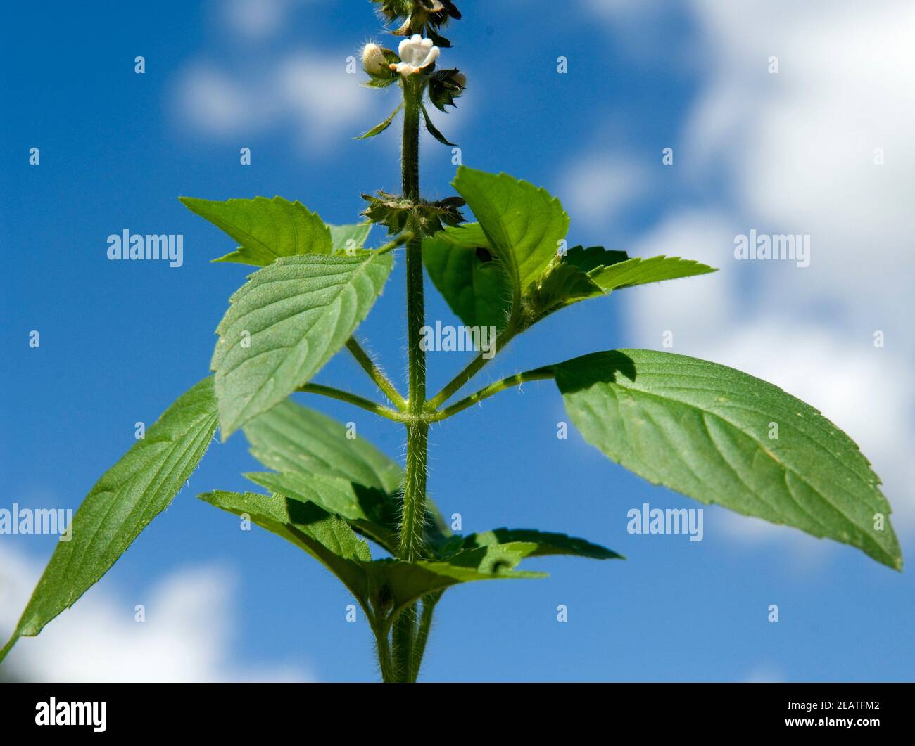 Zitronen-Basilikum Stockfoto