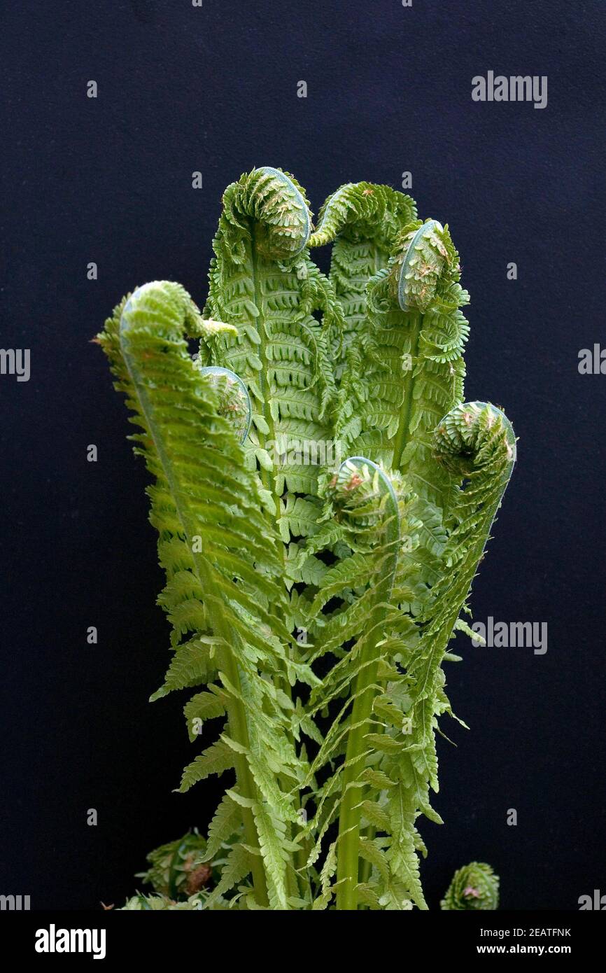 Junger Farnwedel Bischofsstab Stockfoto