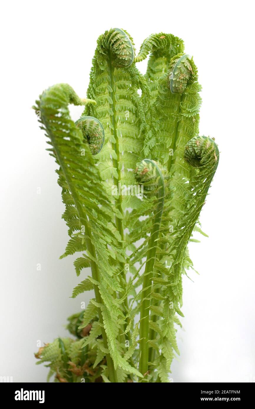 Junger Farnwedel Bischofsstab Stockfoto