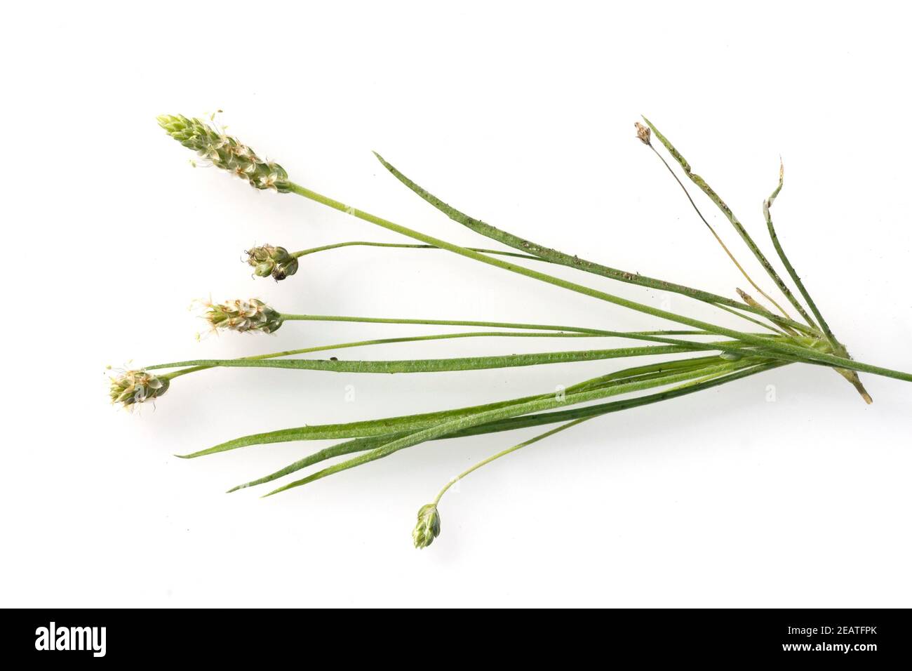 Indischer Flohsamen, Flohsamenkraut, Flohsamen, Plantago Ovata, Wegerich, Stockfoto