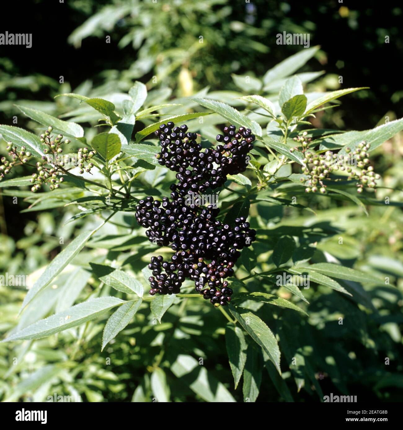 Zwergholunder Sambucus ebulus Stockfoto