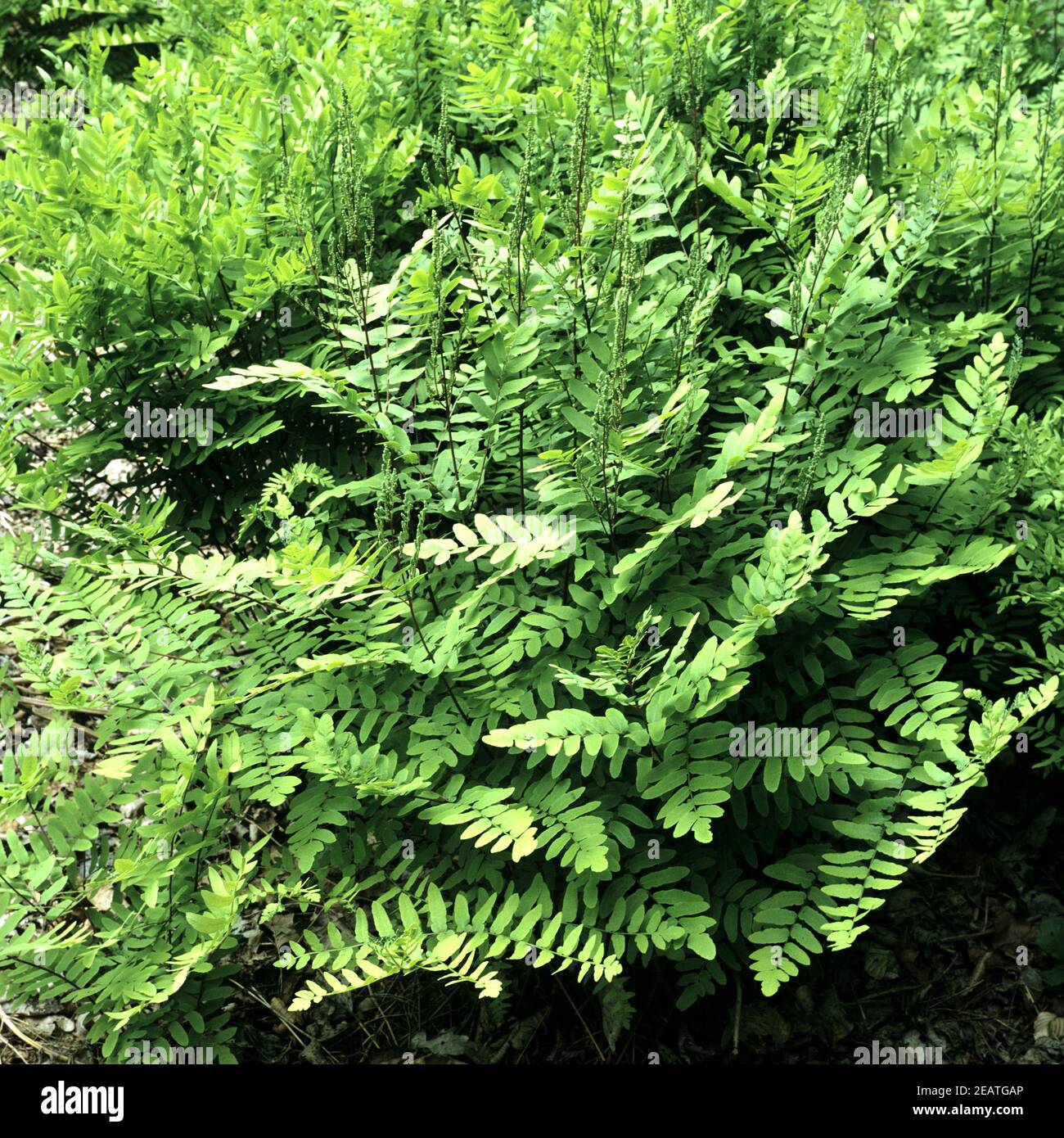 ZwergkË†nigsfarn Stockfoto